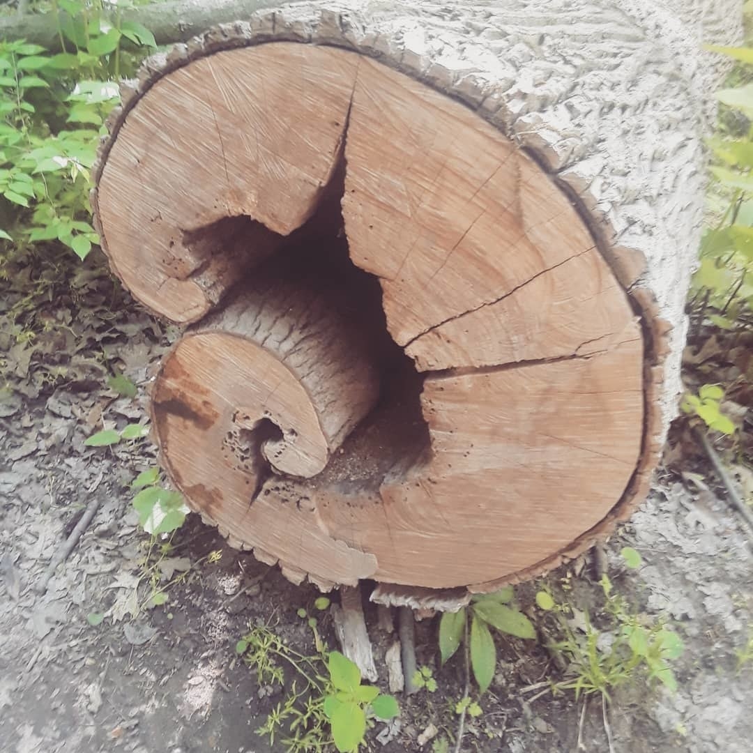 A tree with a spiral formation on its inside