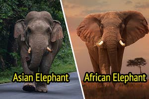 Asian elephant, African elephant