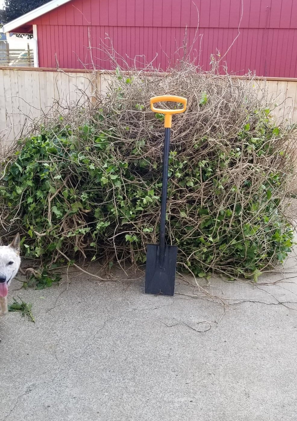 Reviewer's flat shovel against ivy brambles cut down with the shovel