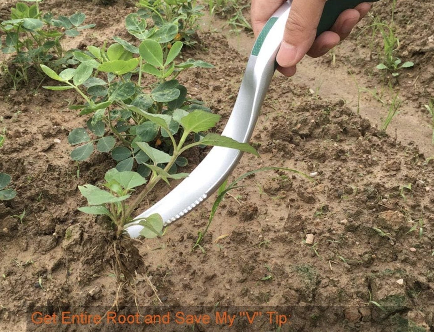 The tool being used to pull entire root
