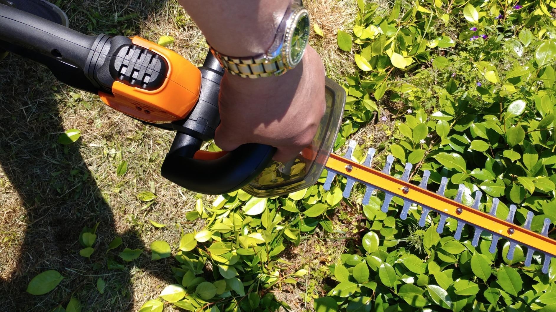reviewer using trimmer on bush growth