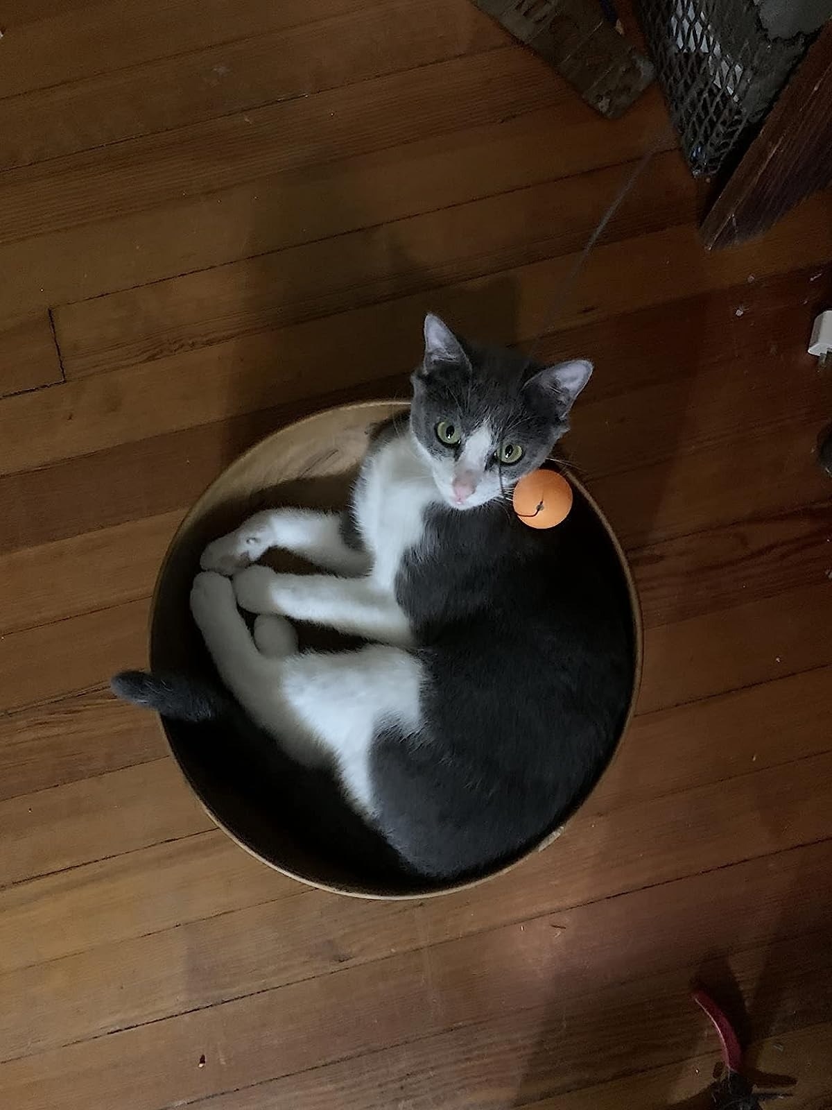 Reviewer&#x27;s photo of a cat in a bowl with a wired toy.