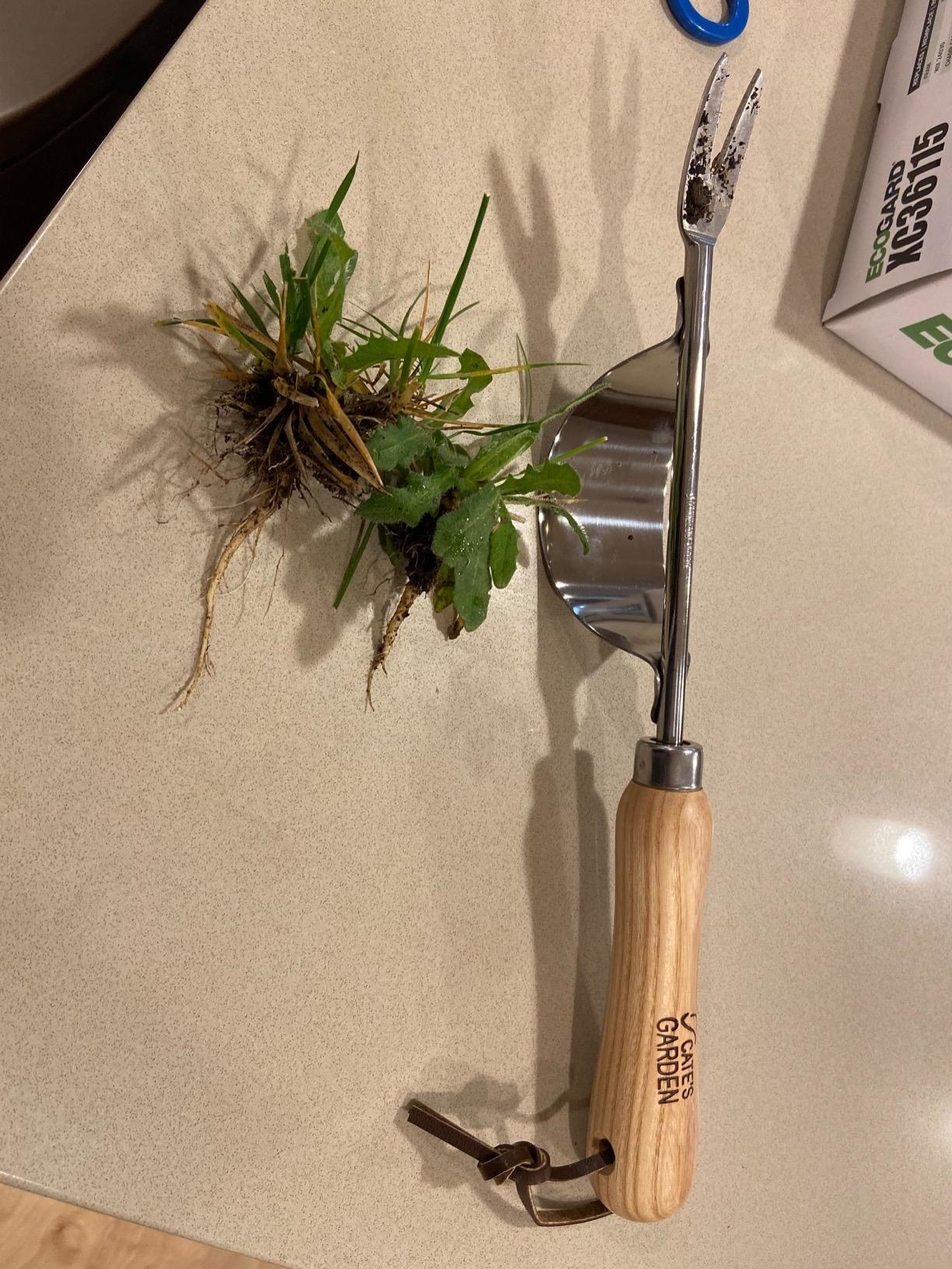 the hand weeder with a wood handle next to pulled-up weeds
