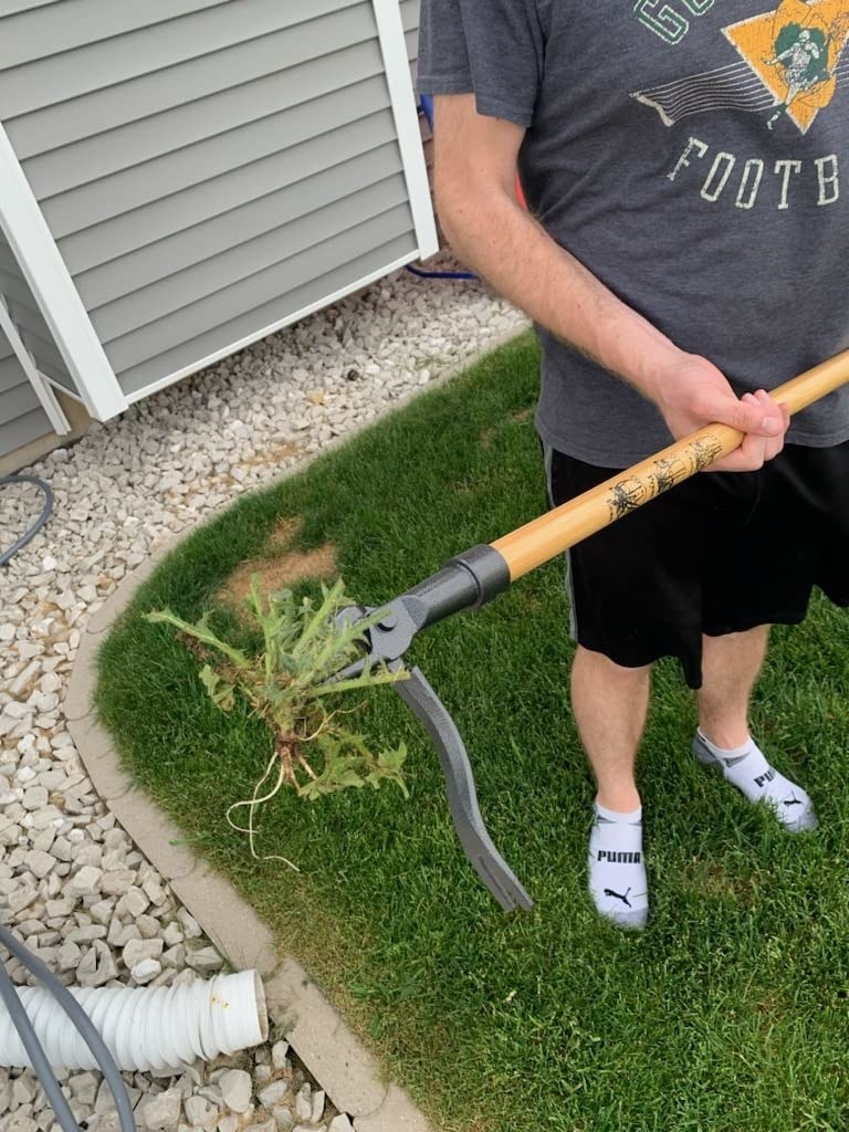 Reviewer standing in yard holding weeder tool with giant dandelion plant attached to base