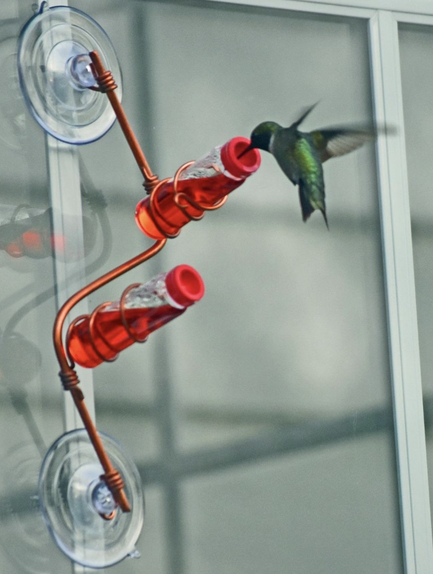 A hummingbird using the feeder