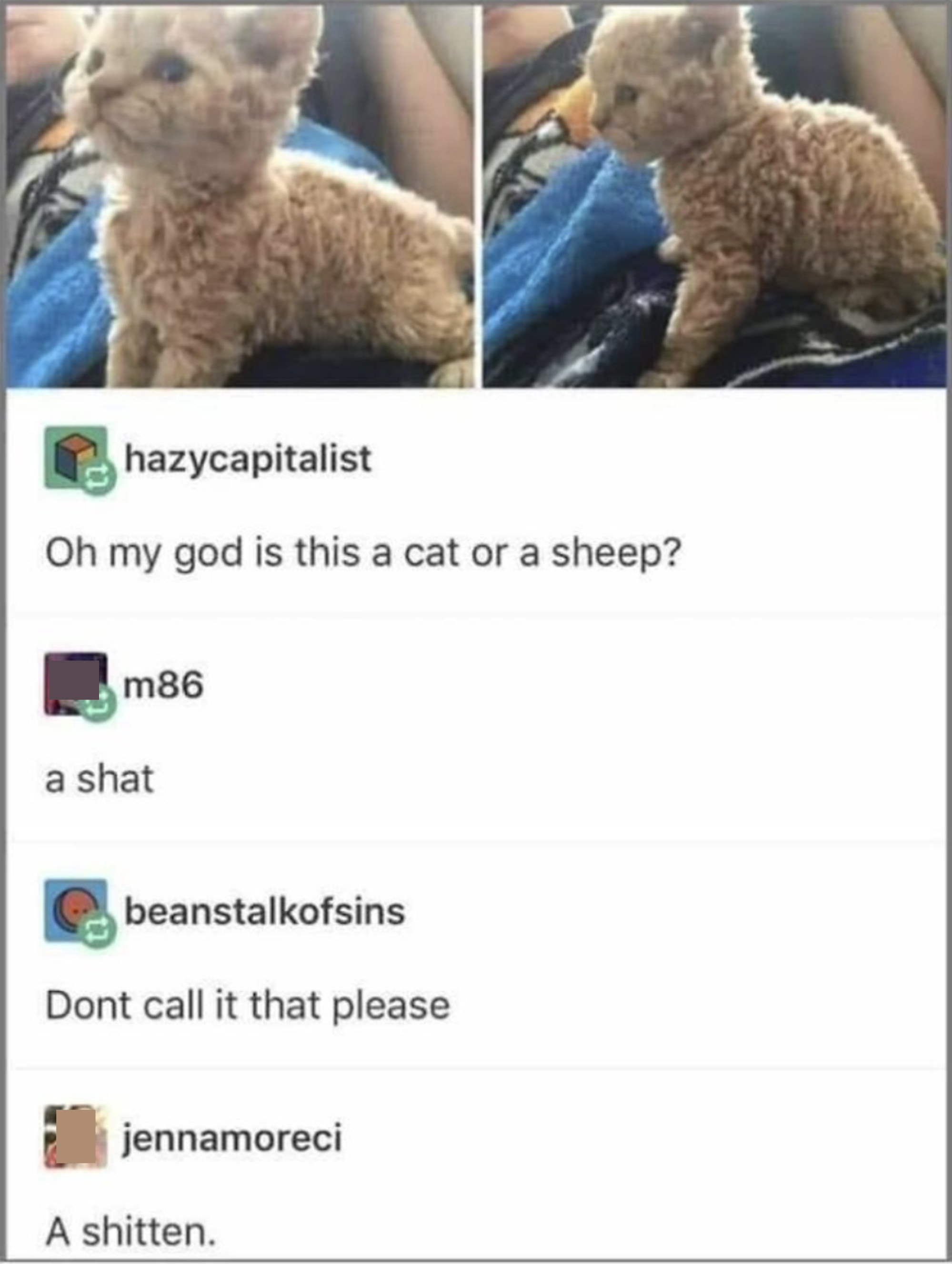 someone asking if that&#x27;s a cat or a sheep and person calling it a shat and a shitten