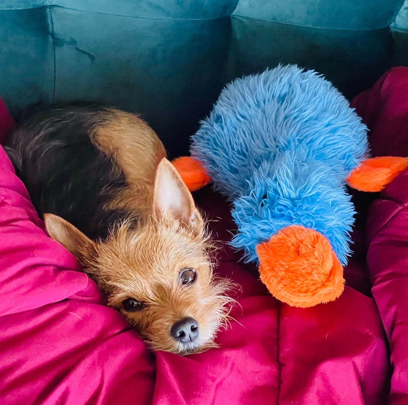 Reviewer&#x27;s photo of a dog and its toy duck on a blanket.