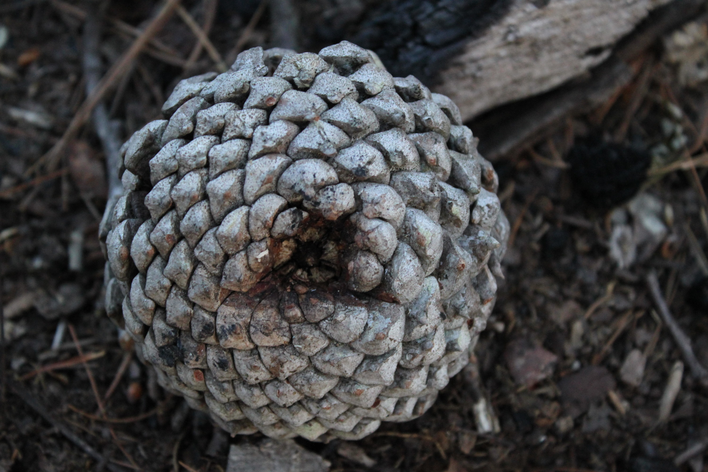 Closeup of a pine cone