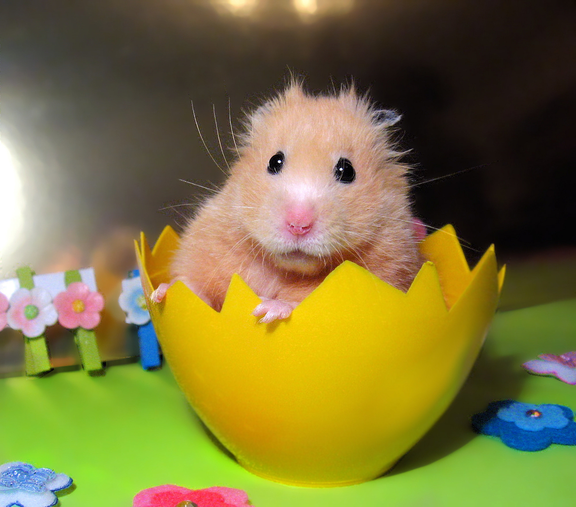 Golden Syrian hamster in Easter egg