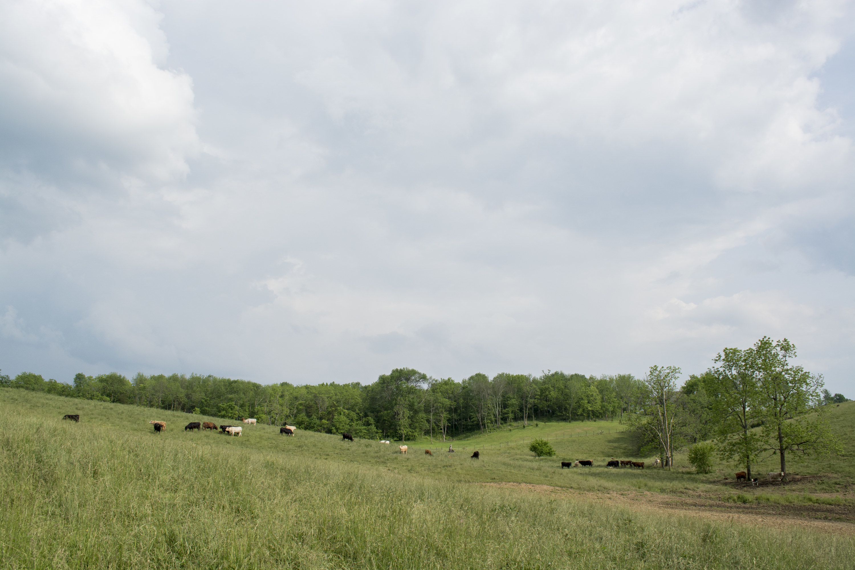 Beef cattle in a hilly pasture in Appalachia with cloudy sky