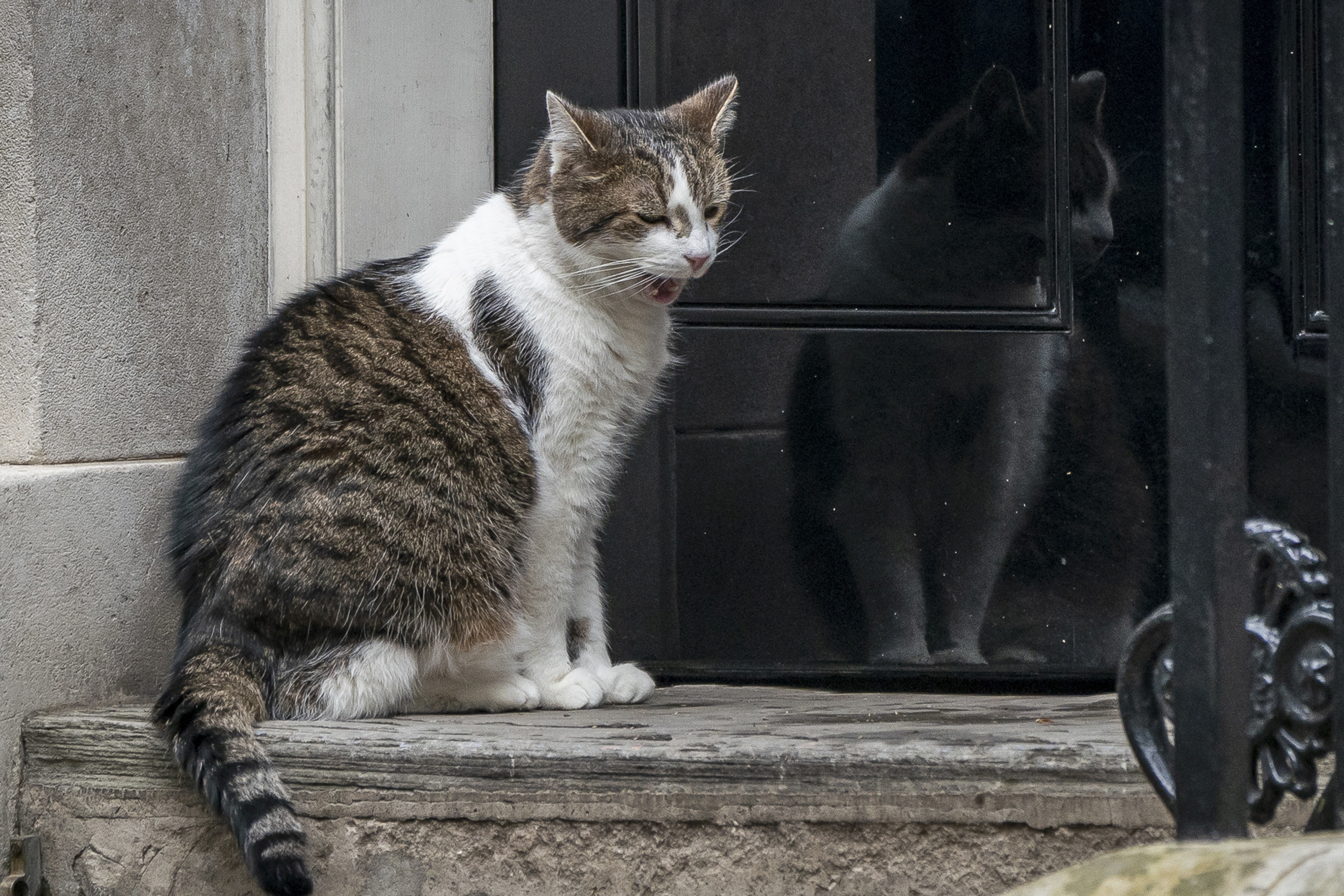 Chief Mouser to the Cabinet Office Larry the cat yawns in front of the door to Number 10, Downing Street, London
