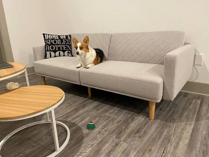 A corgi dog sits on a light gray sofa