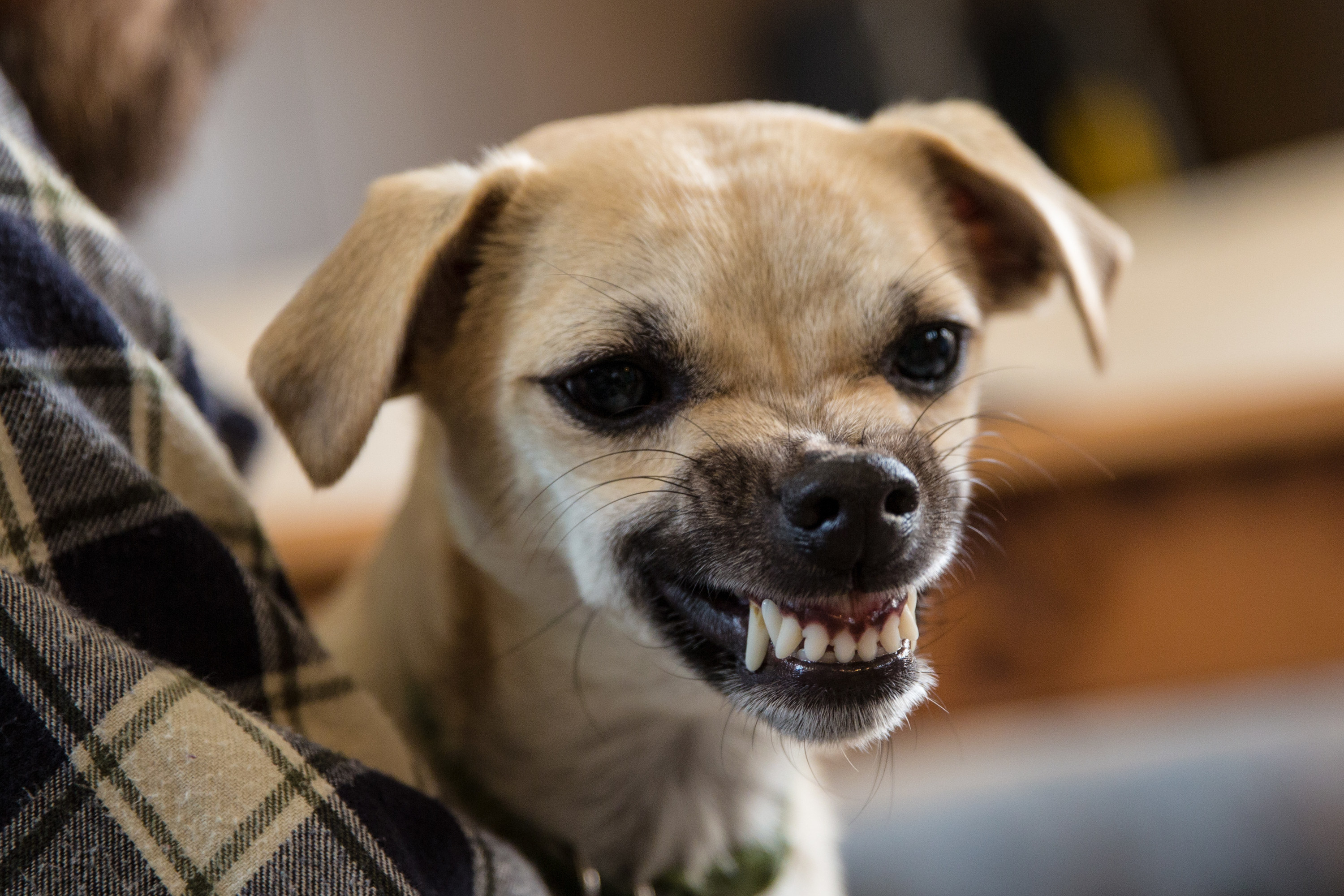 A dog is baring its teeth in a menacing but kind of cute way