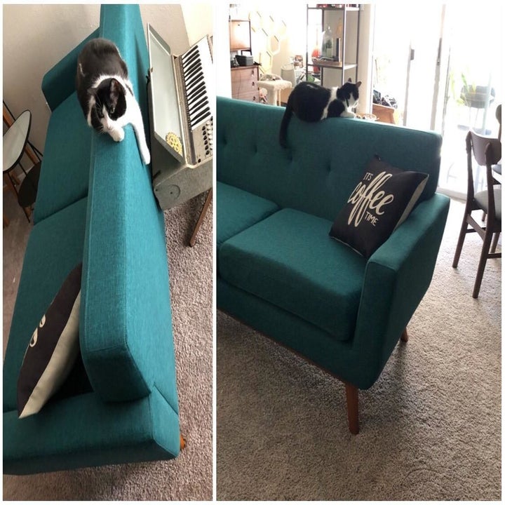 20 Best PetFriendly Couches To Buy In 2024