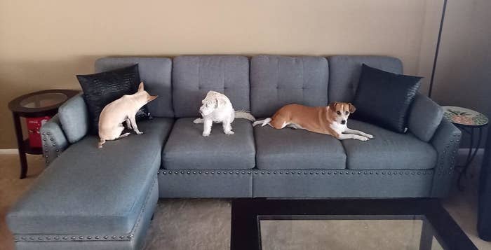Three small dogs rest on reviewer&#x27;s sectional couch