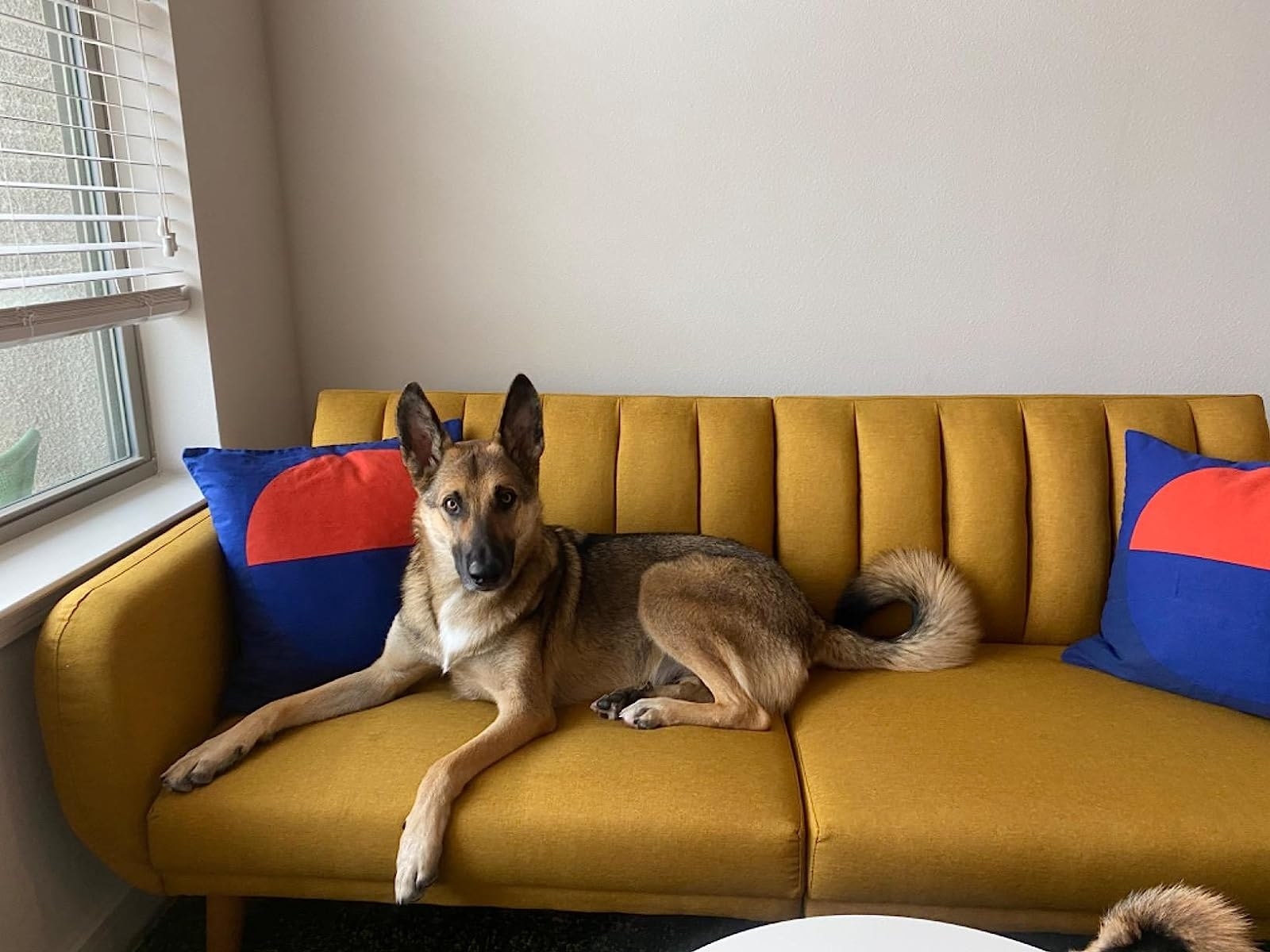 20 Best Pet Friendly Couches To Buy In 2024