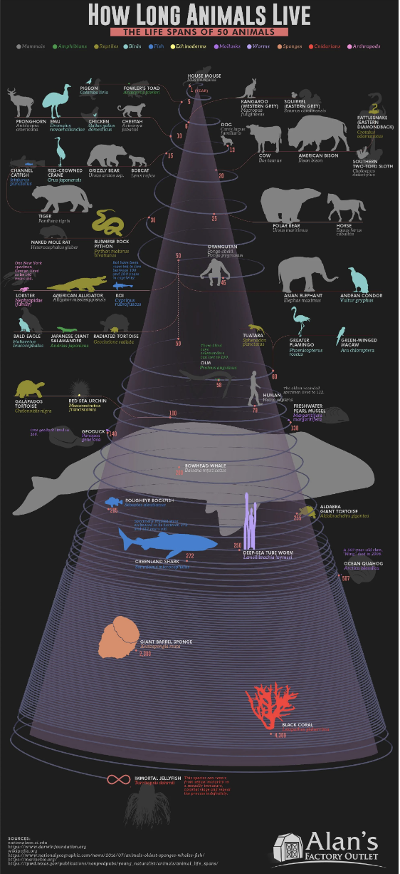 &quot;How long animals live&quot;