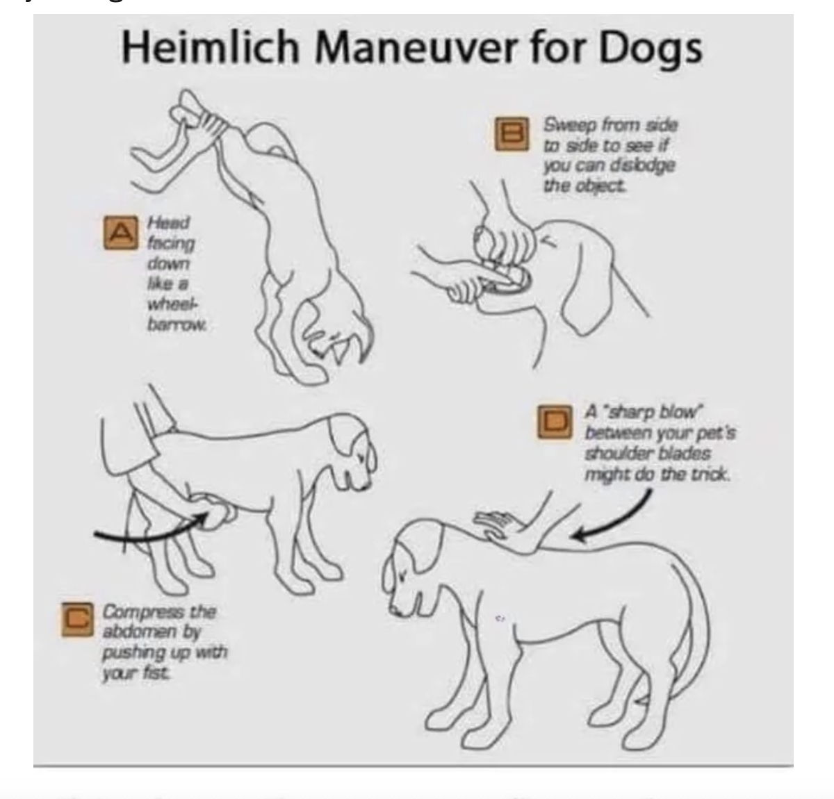 &quot;Heimlich Maneuver for Dogs&quot;