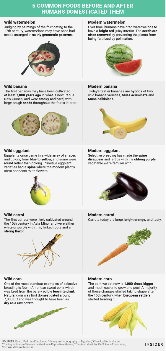 Fruit chart