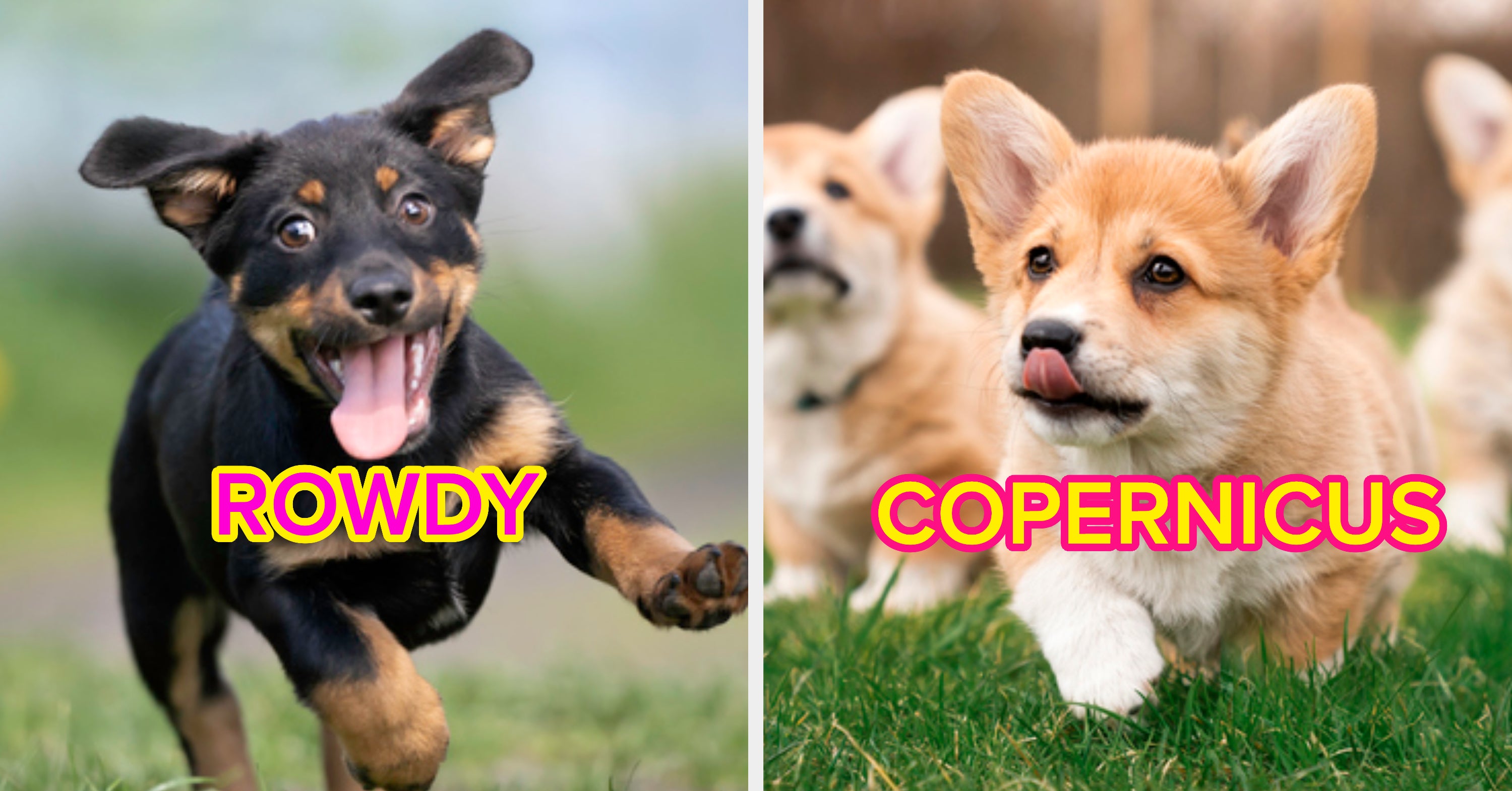 Tell Me About Your Dog And I'll Give It A Name