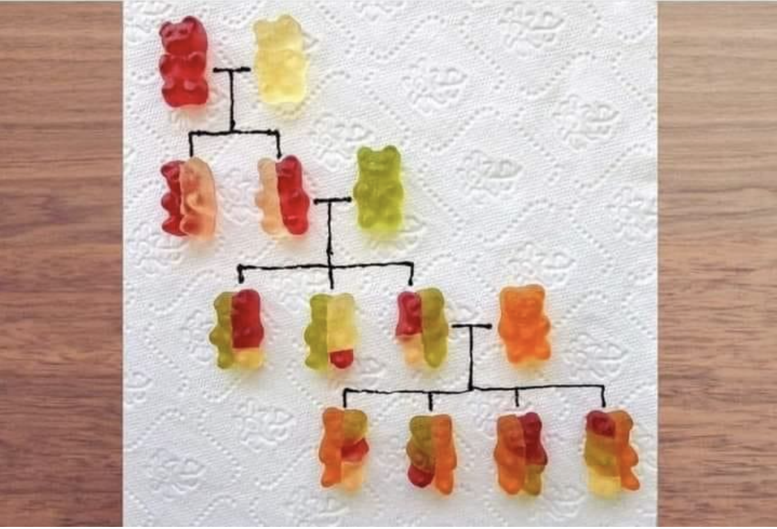 Gummy bears showing genetics