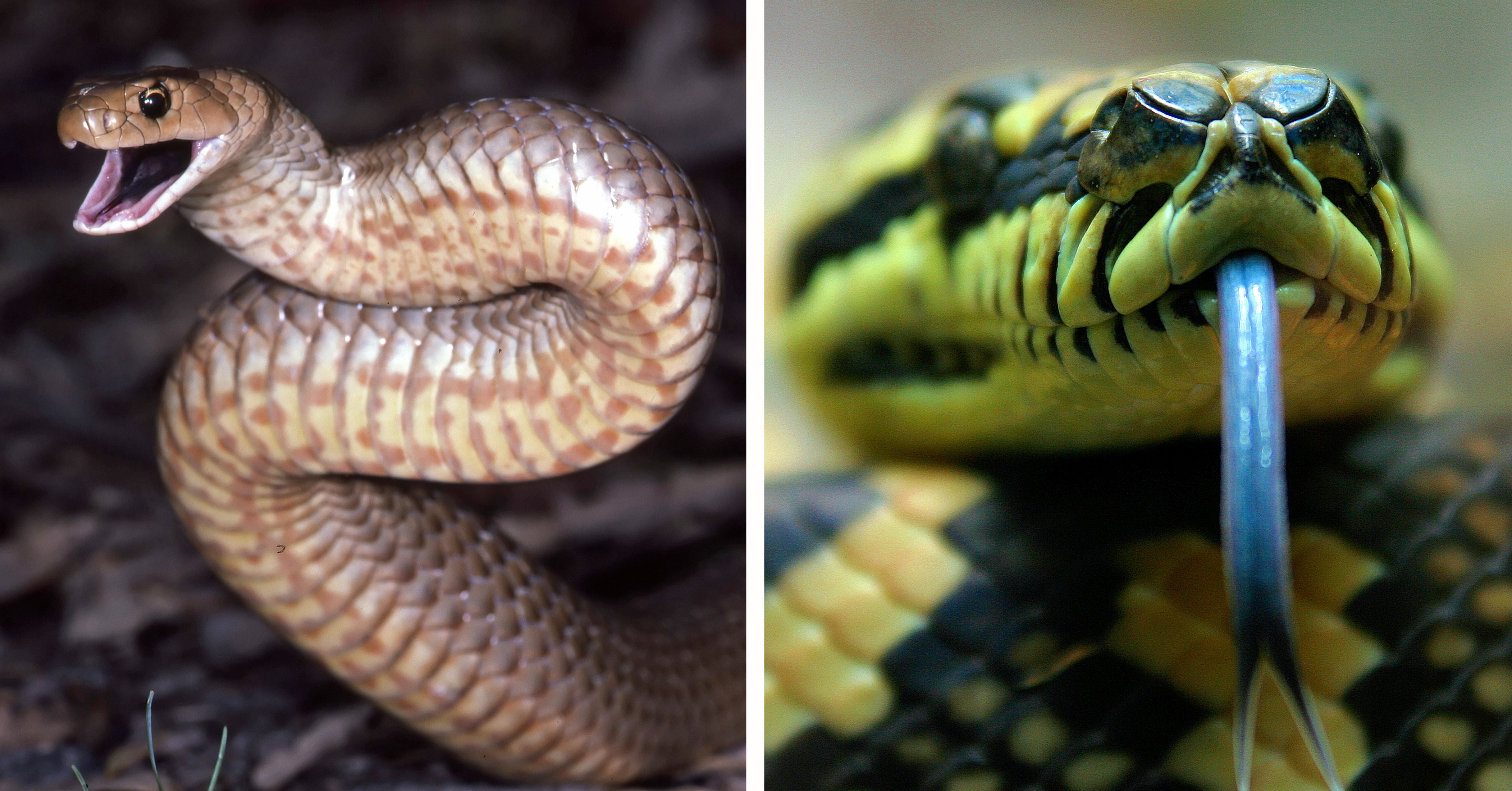 ☠️Red Touches Black = DEATH!☠️ 6 of the DEADLIEST Snakes in the   Rainforest 