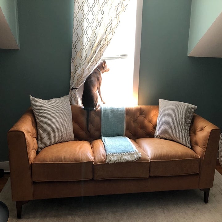 14 Best PetFriendly Couches To Buy In 2023