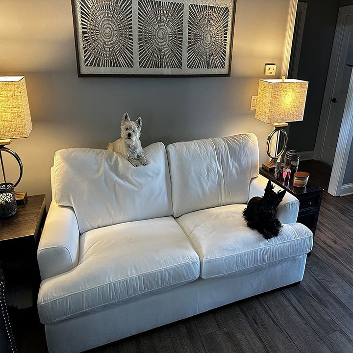 14 Best PetFriendly Couches To Buy In 2023