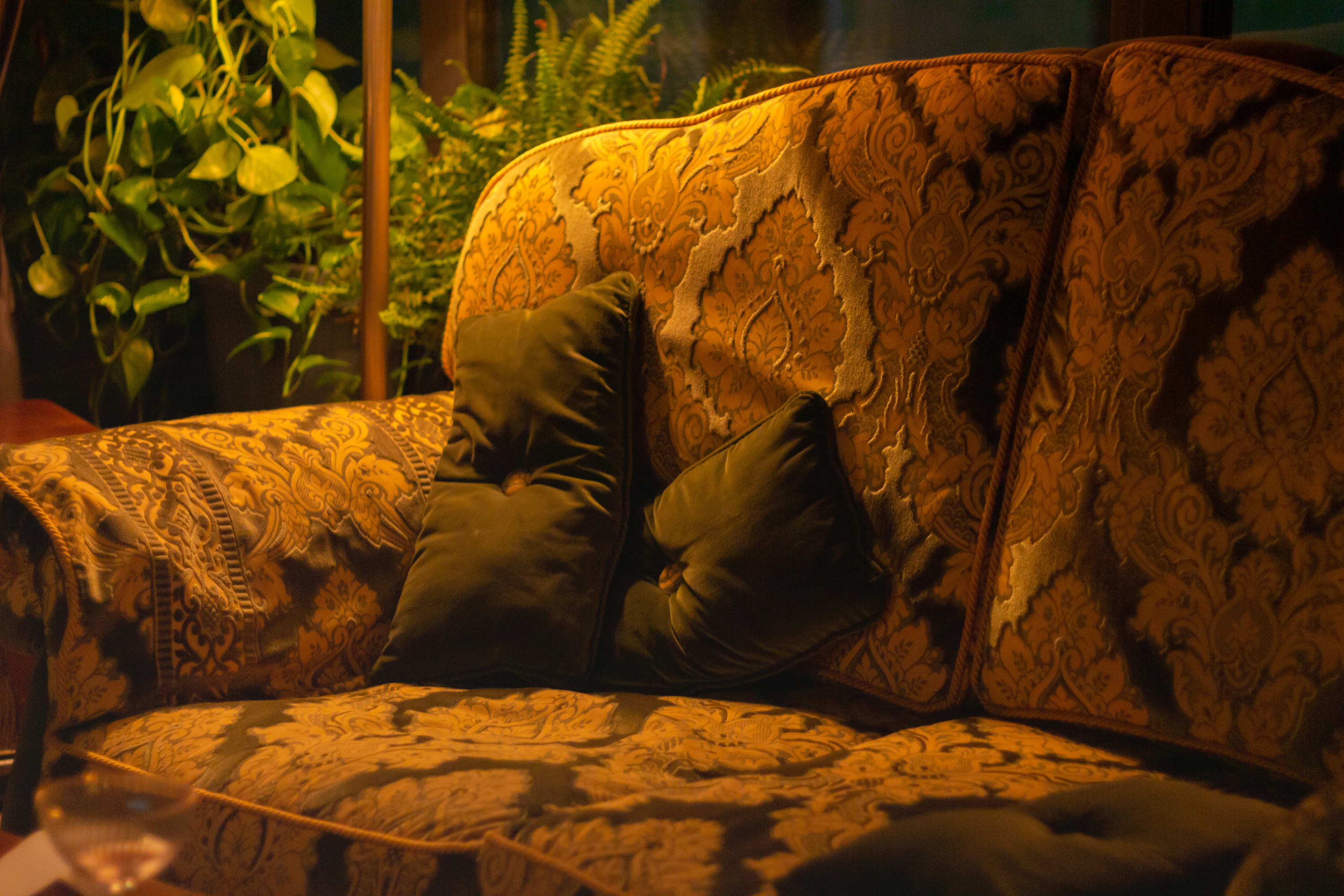 close up of sofa with cushions and plant in the background