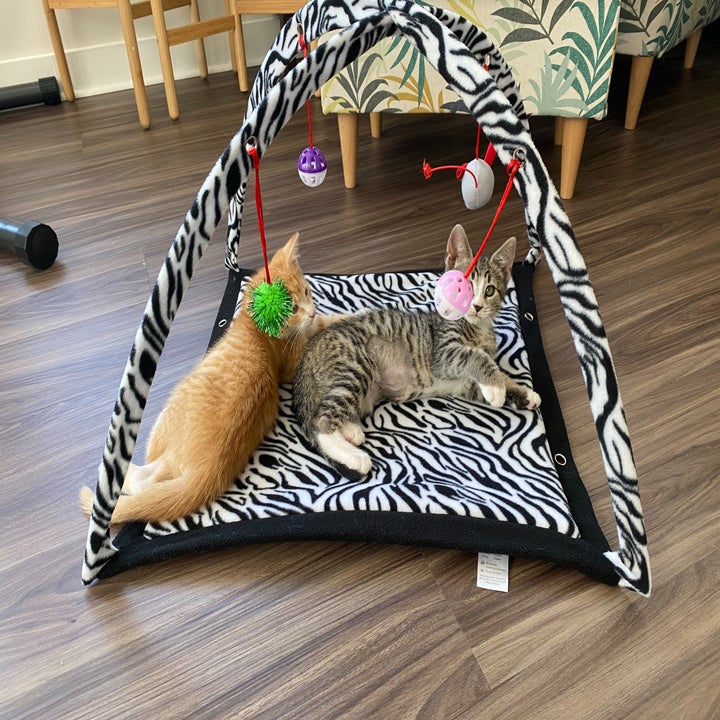 27 Things Your Elderly Cat Will Thank You For Buying