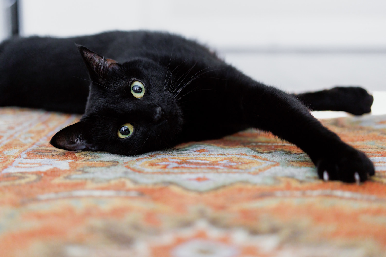 Closeup of a black cat laying on a rug