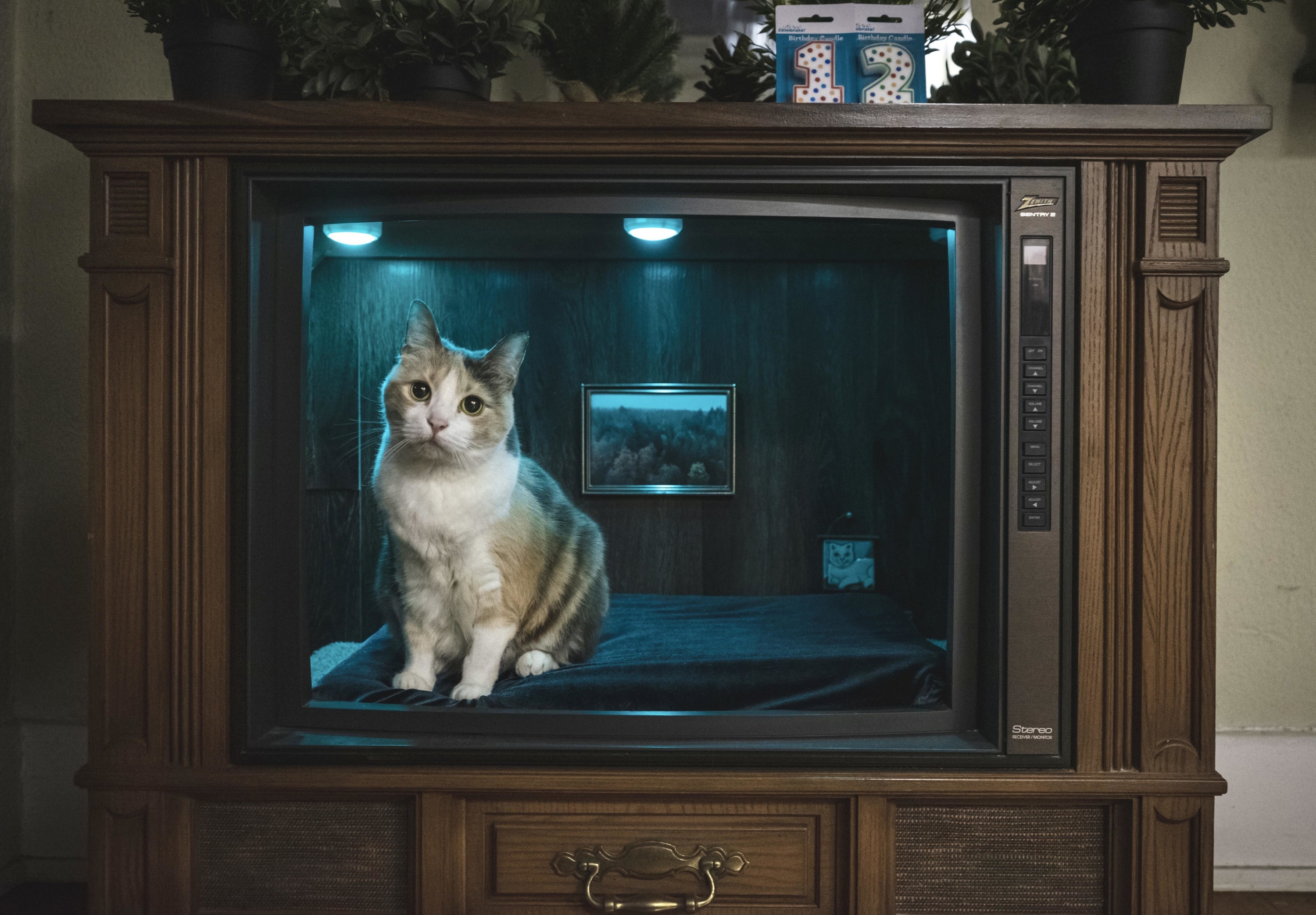 a vintage television set with the wood frame that&#x27;s been gutted, inside a cat sits on a soft mat