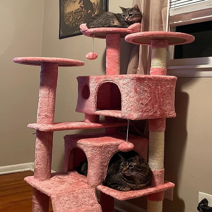 Just 25 Products That’ll Upgrade Your Cat’s Routine