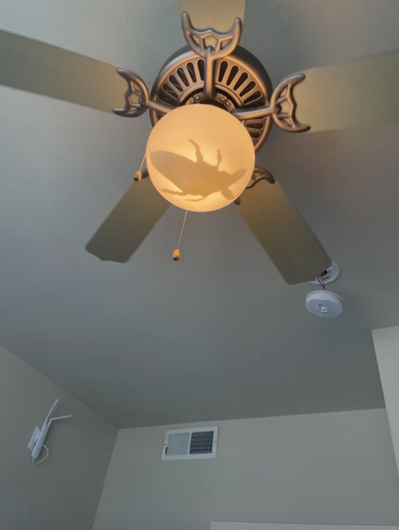 A giant bug in a light