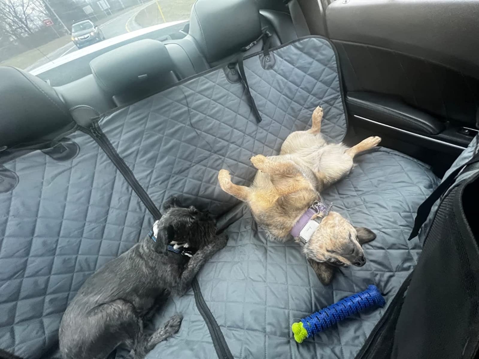 Reviewer&#x27;s photo of two dogs laying in the backseat of a car.
