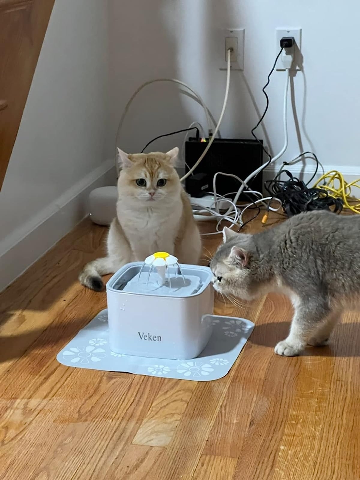 Reviewer&#x27;s photo of cats drinking out of water fountain.