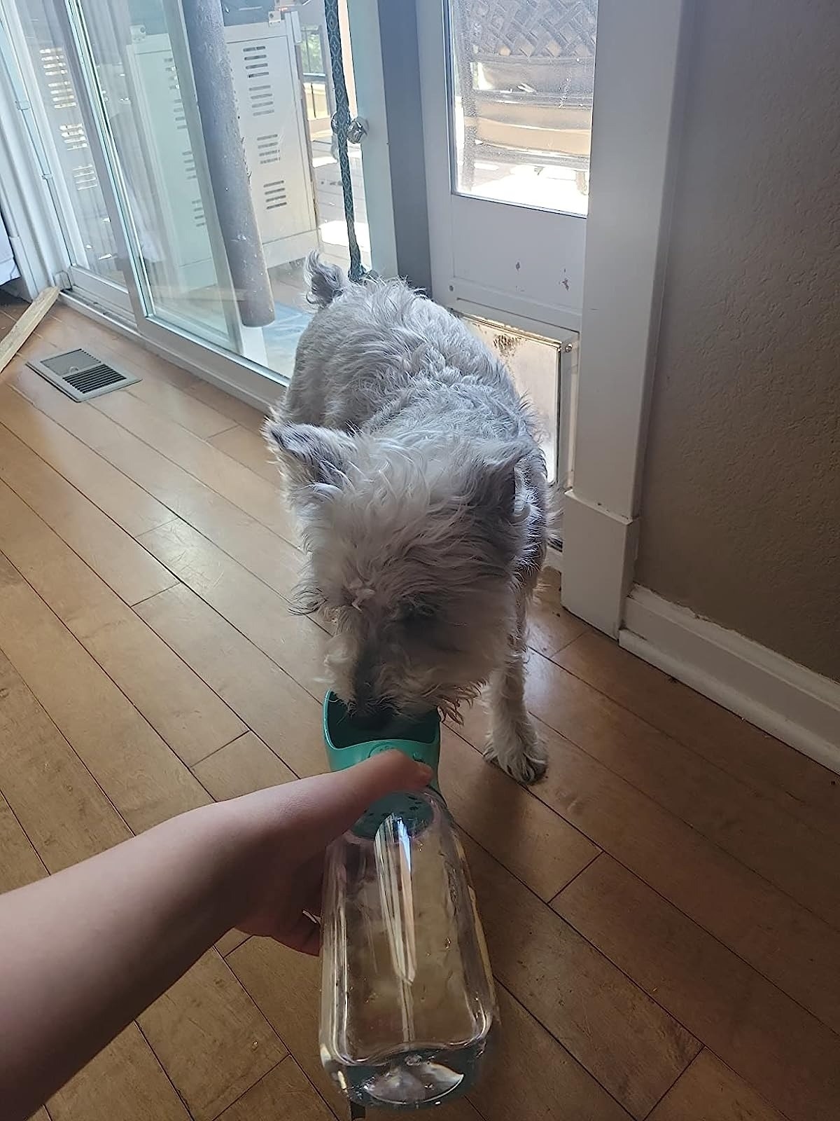 Reviewer&#x27;s photo of dog sipping out of a water bottle.