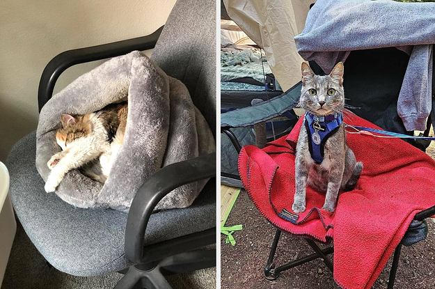 on left: spotted kitty sleeping in cozy gray cat bed. on right: striped kitty wearing a blue harness and leash