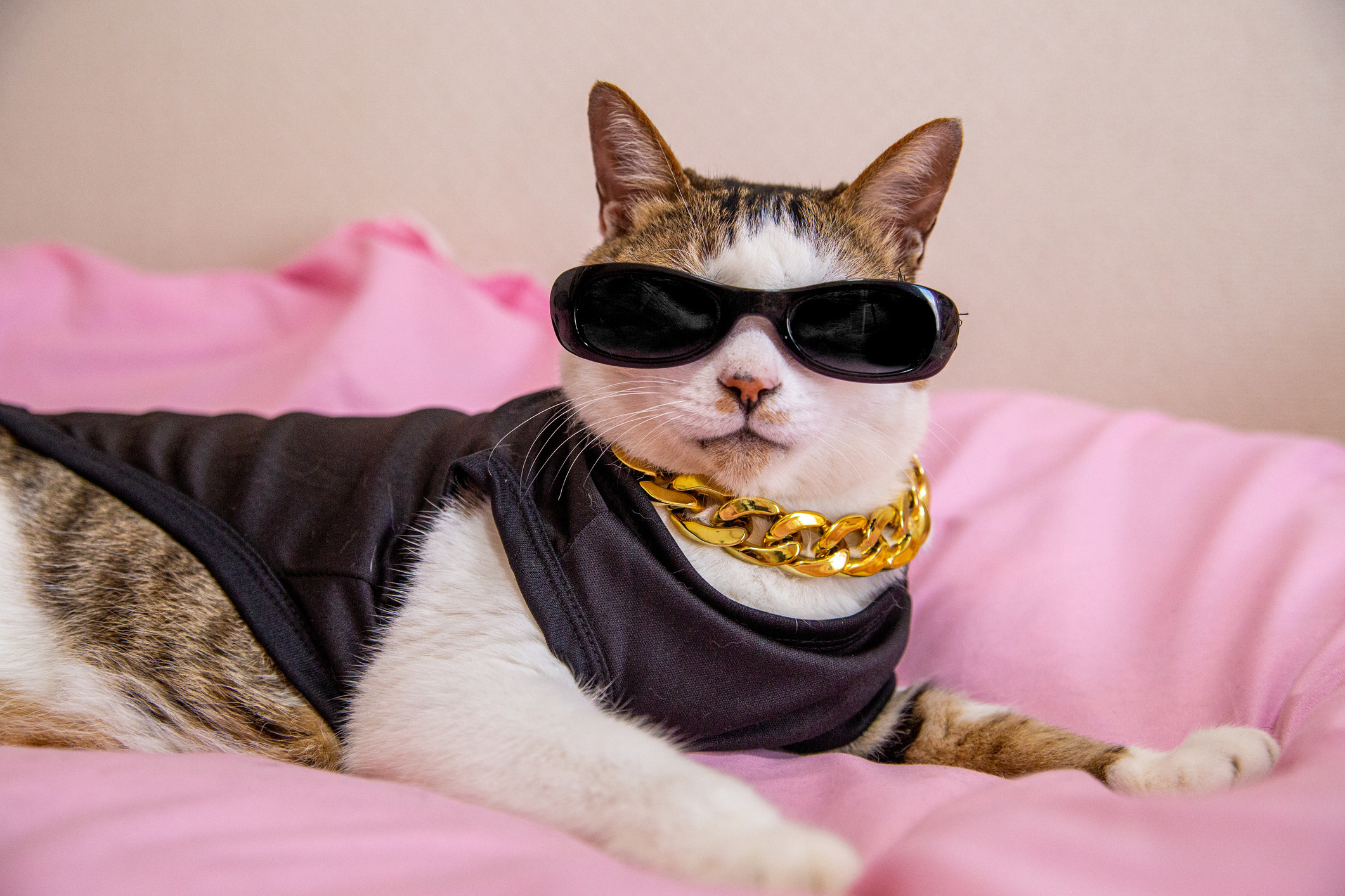 cat wearing shirt, gold chain and sunglasses
