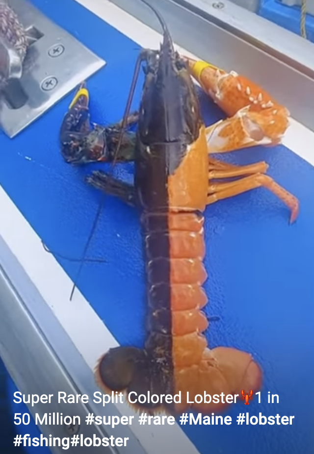 split colored lobster