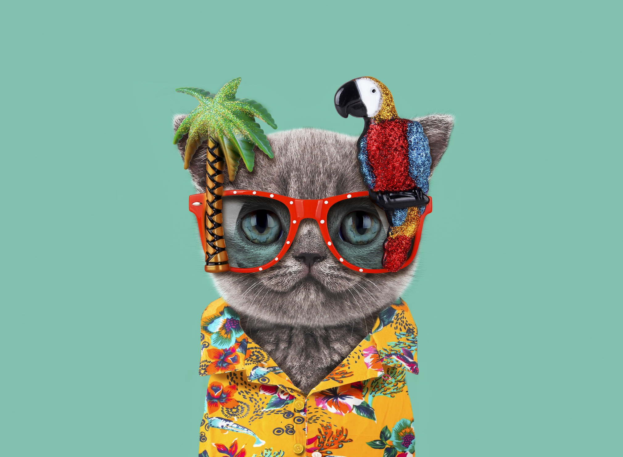 cat wearing tropical clothes and sunglasses