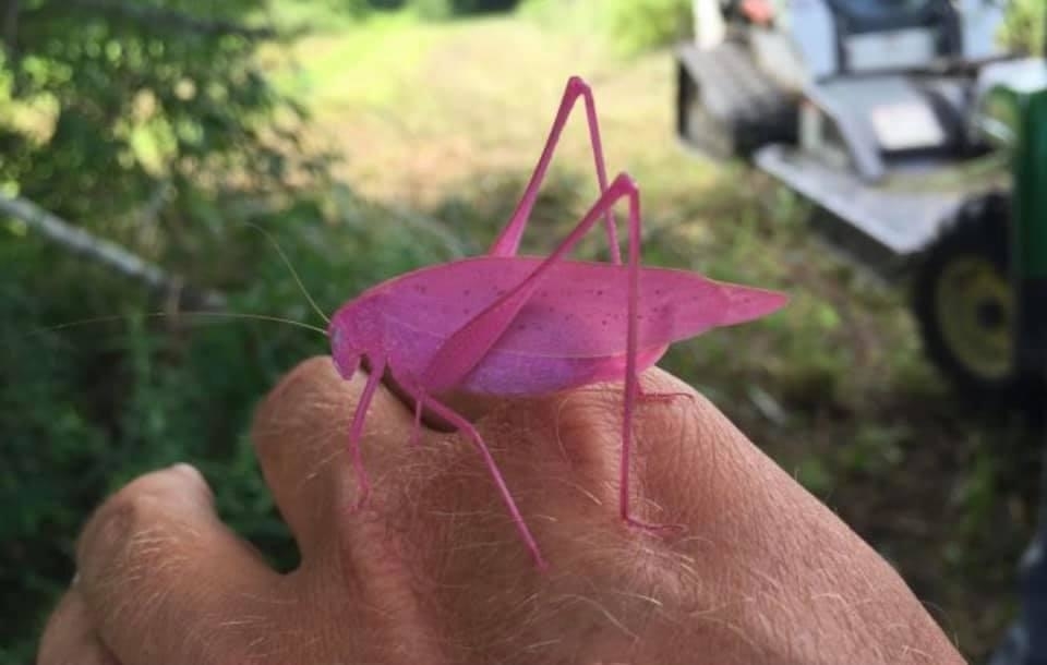 pink cricket