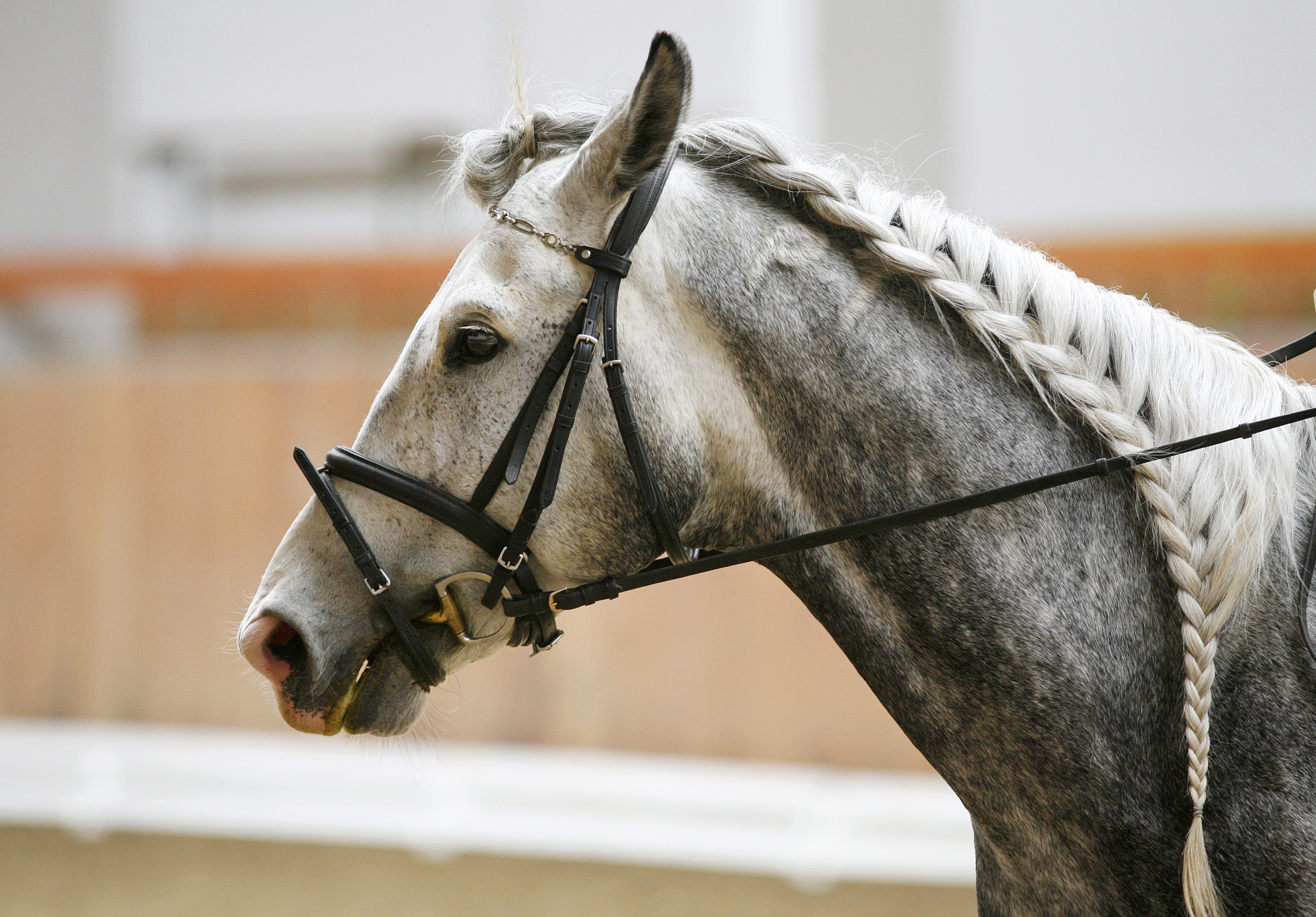 Gray horse with a braided mane