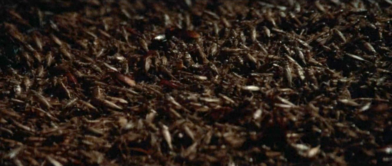 thousands of bugs crawling around on a floor