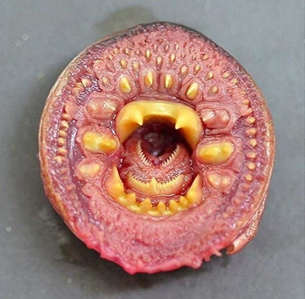 the inside of the lampray&#x27;s mouth which has dozens of short sharp teeth in many layers
