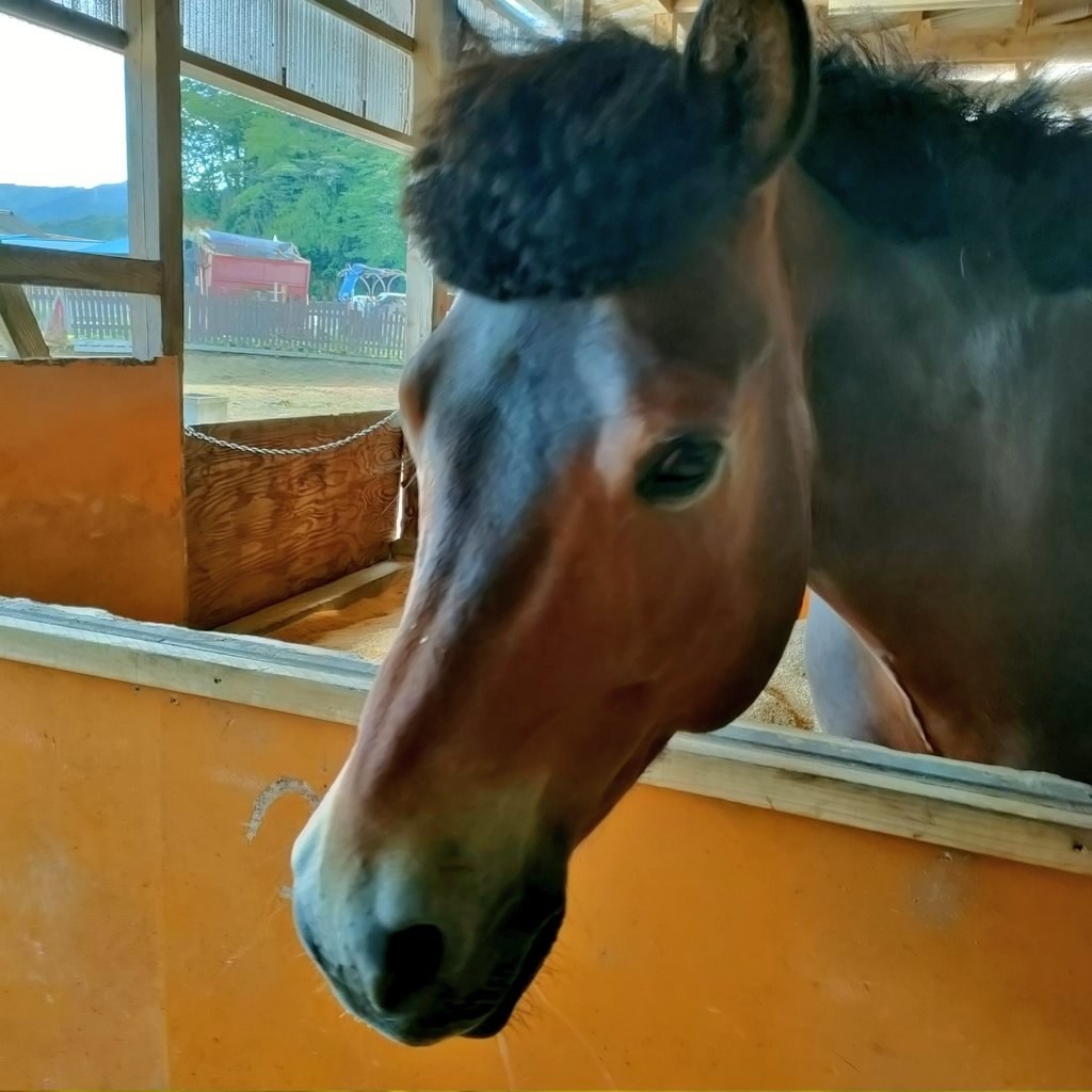 「前髪」を切られすぎてしまった「パーちゃん」ことパッキャオくん