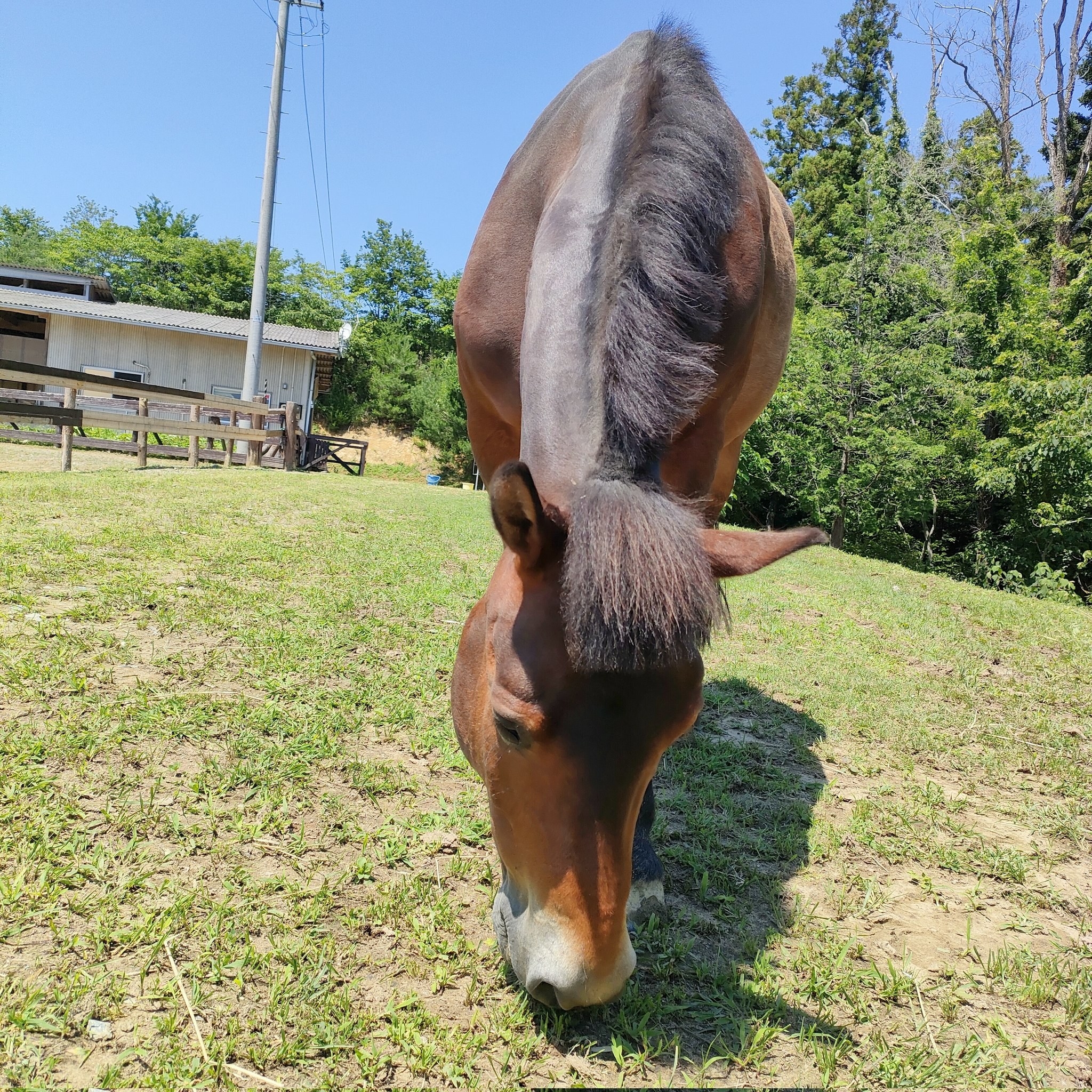 「前髪」を切られすぎてしまった「パーちゃん」ことパッキャオくん