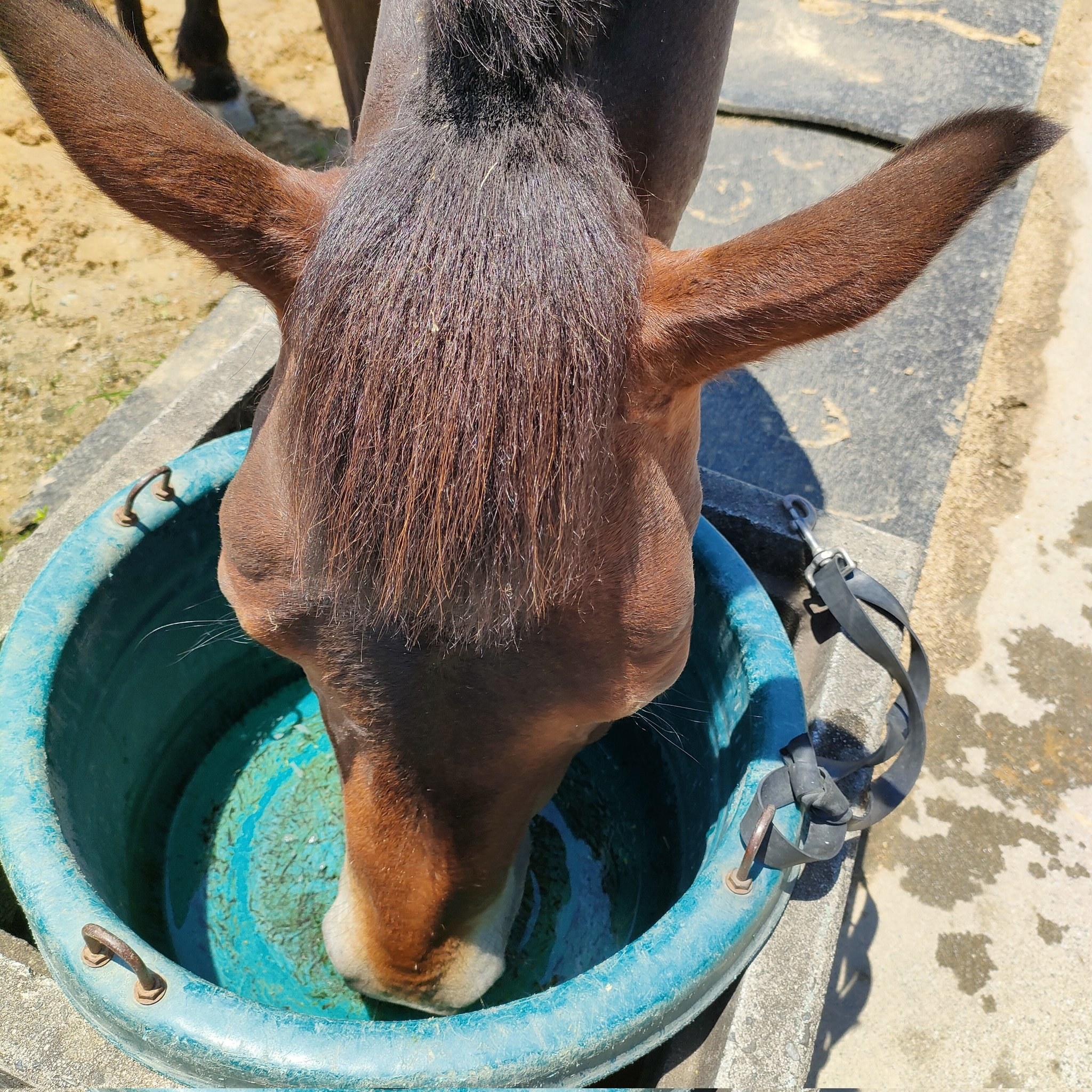 「前髪」を切られすぎてしまった「パーちゃん」ことパッキャオくん