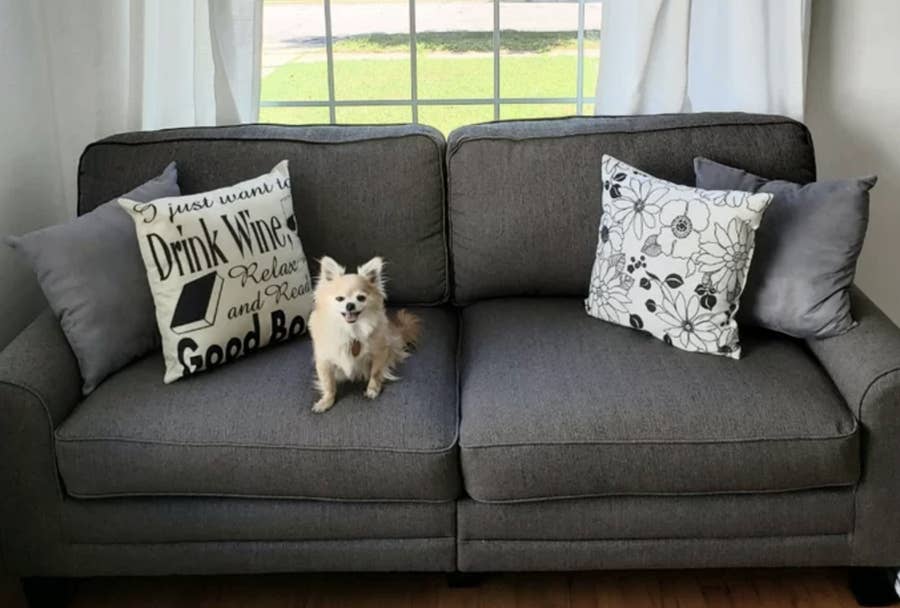 Best couch to buy with dogs hotsell