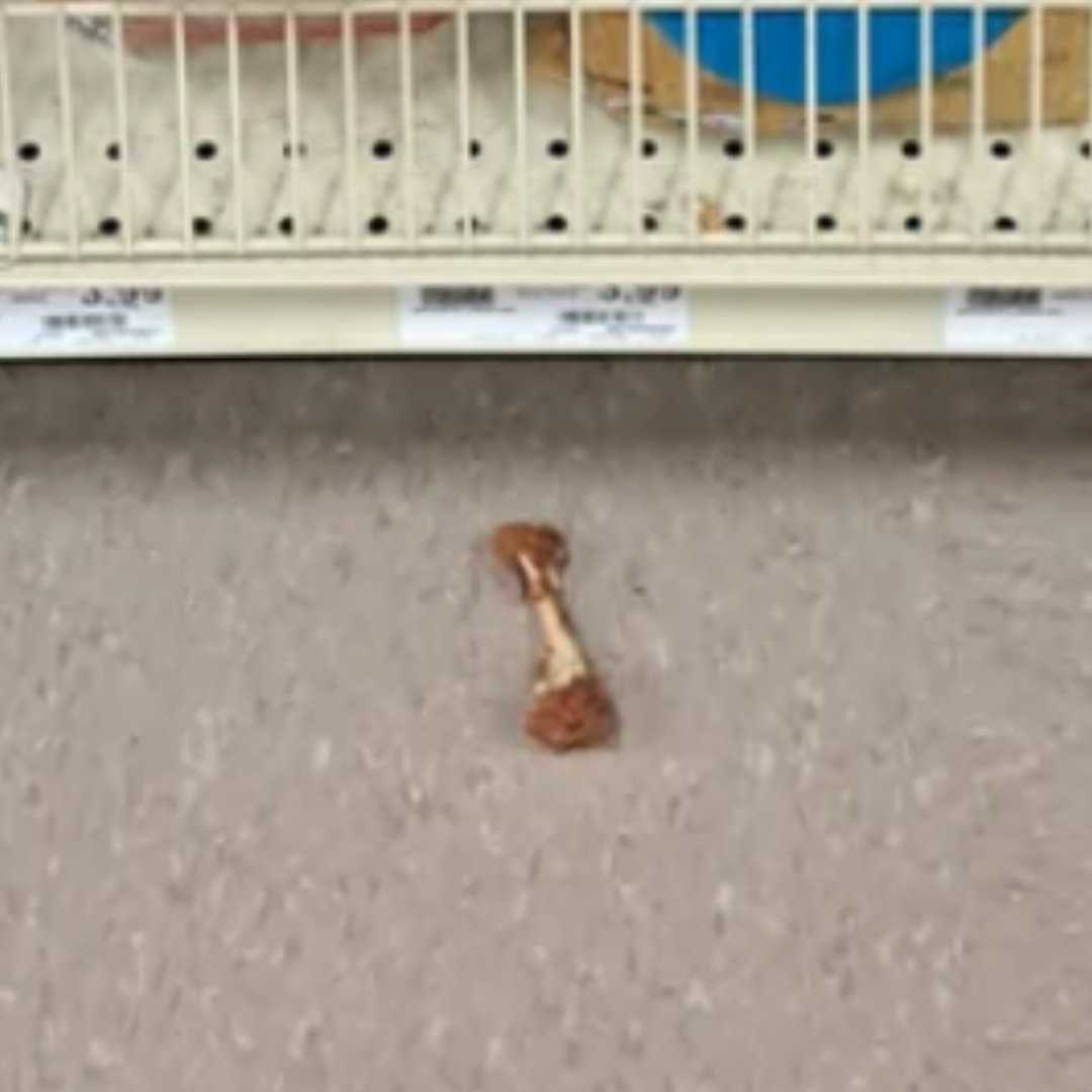 Eaten chicken wing on the floor of a store